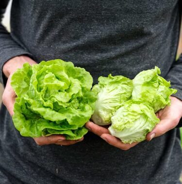 Mini sviesta salāti 'Tom Thumb'